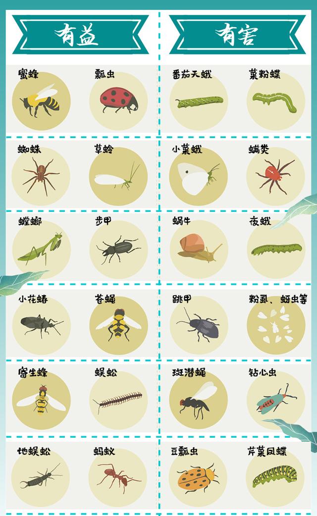 新农人搞种植要记住这几点忠告,绿色农业怎么预防病虫害