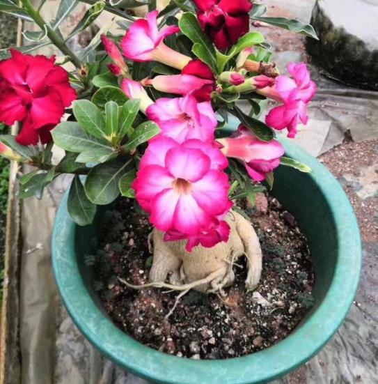 盆栽土太湿总是不干怎么办,盆栽土很硬结块怎么回事