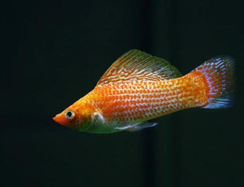 能养爆缸的小型热带鱼,新手十大养不死的热带小型观赏鱼