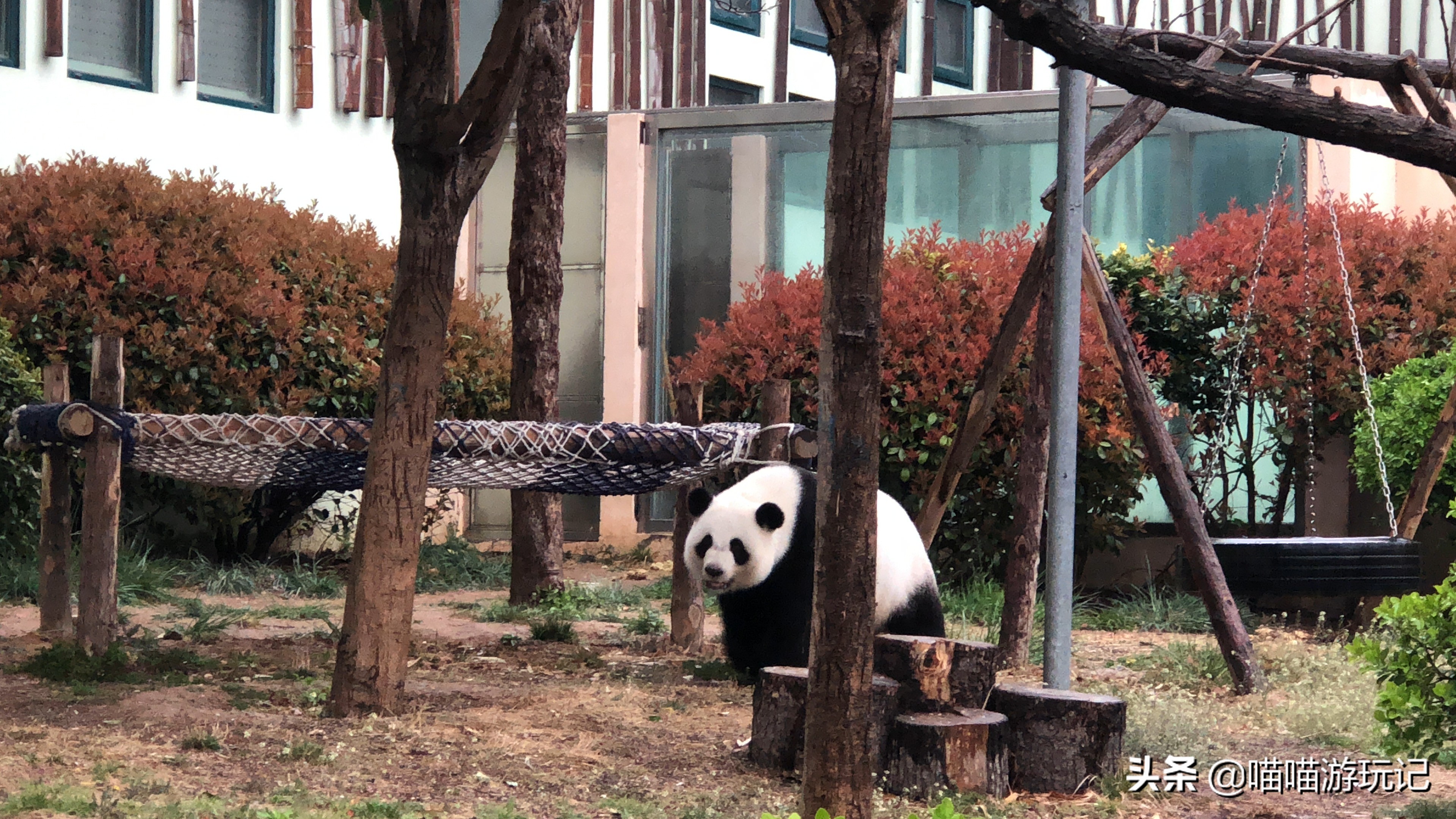 青岛动物园8.5元门票在哪里,青岛动物园8.5元门票需要预约吗