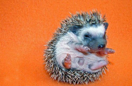 刺猬的分布地区,非洲刺猬分布在哪里