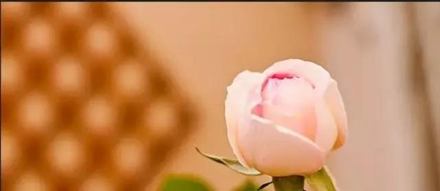 每天学习一点点——100种玫瑰品种科普