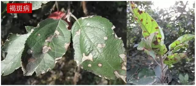 苹果病害治疗方案:*粉白**病、锈病、褐斑病、炭疽病、斑点落