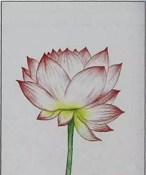 画荷塘与荷花,画一张美丽的荷塘画