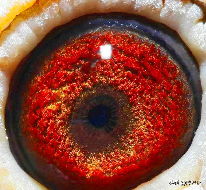 鸽子单眼伤风流泪最有效办法,鸽子单眼伤风用什么药治好