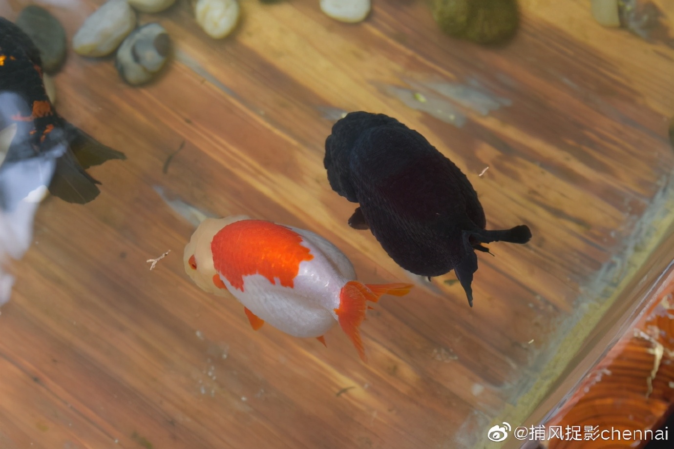 金鱼展和金鱼题材*物文**展