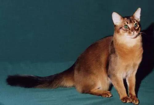 五十种可爱的猫咪,高贵的猫咪