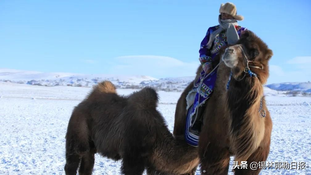 锡林郭勒为什么那么冷,锡林浩特的冬天