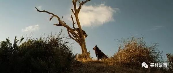 婢虫床缁忓吀鍠滃墽鐢靛奖澶у叏,婢虫床绾㈢姮鐢靛奖