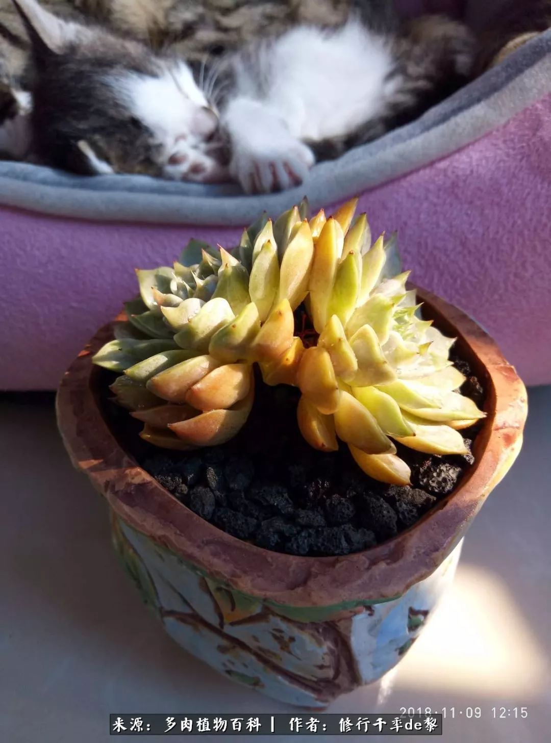 鱼和熊掌不可兼得自由和爱情,鱼和熊掌不可兼得胖和丑如影随形