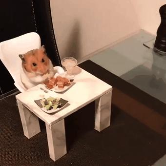 仓鼠和公鼠相处,仓鼠是怎么一步步适应过来对主人