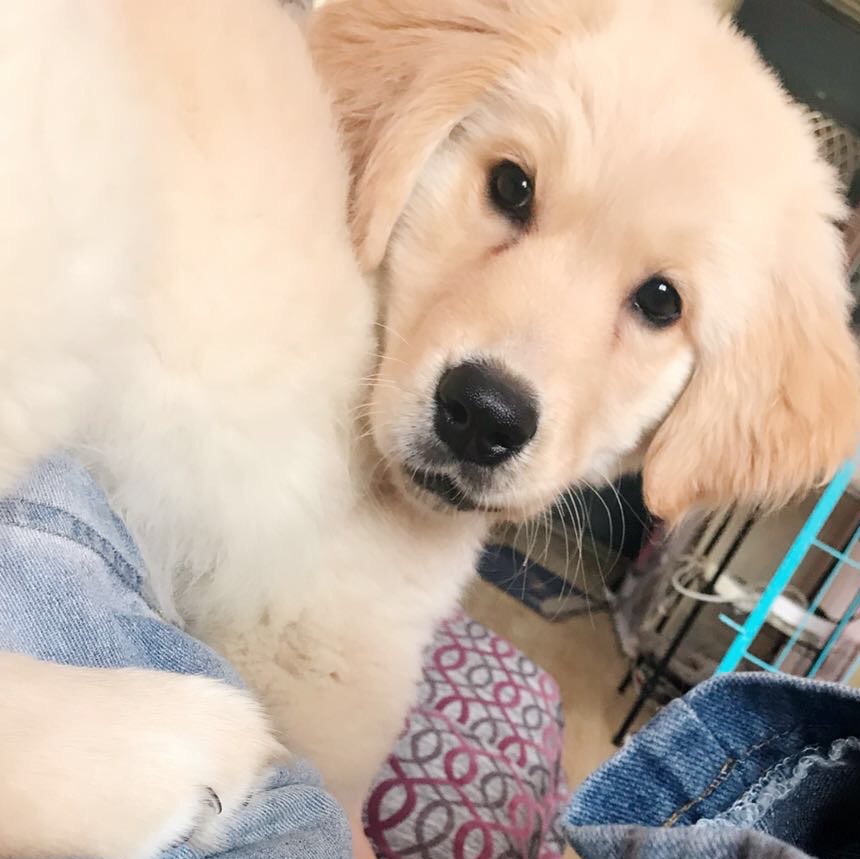 宠物狗大全免费观看,什么狗最好养又听话又聪明大型犬