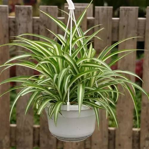 家里的植物放在哪里最好,什么植物适合放在家里不见太阳