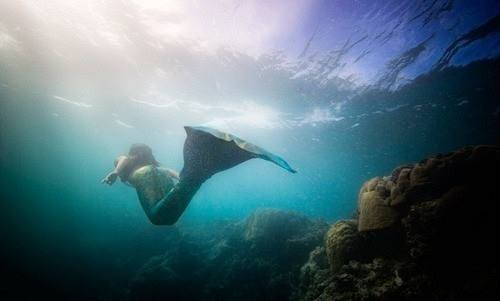 东方西方的美人鱼,东方美人鱼