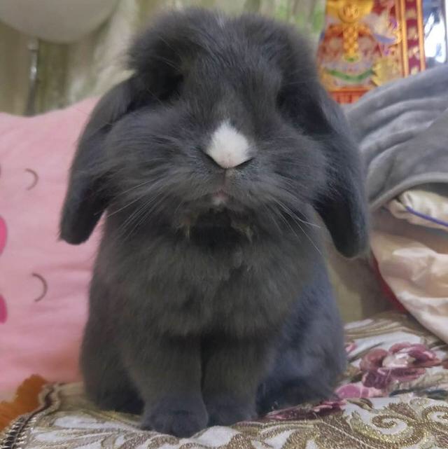 怎么养兔子宠物兔,春天养宠物兔