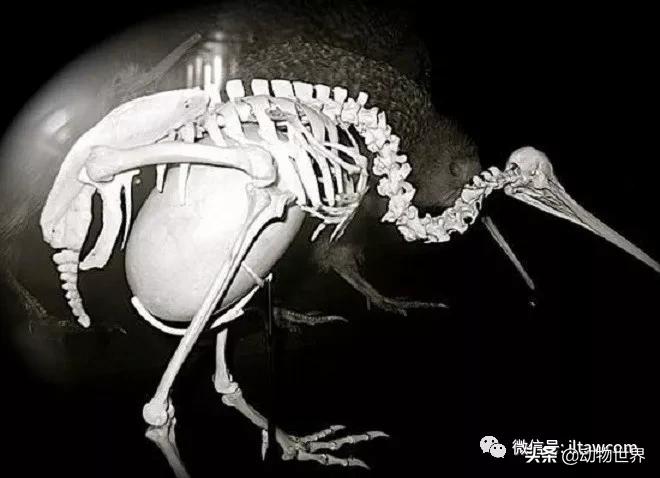 奇异鸟的样子,奇异鸟在哪里