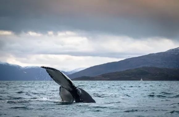 鎸▉娴疯竟灏忓矝,鎸▉灏忓矝涔嬫梾