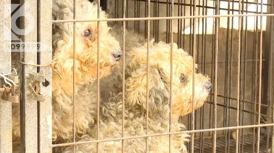 暴毙宠物犬后续,浑身抽搐的狗视频