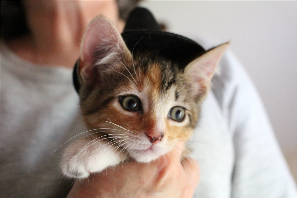 猫尿在沙发上怎么彻底去除猫尿味,猫咪尿在猫窝洗了之后还能用不