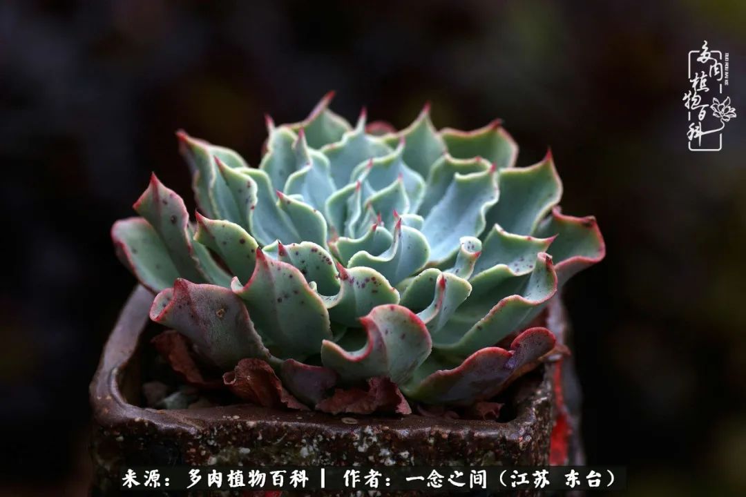 遇见花开蓝莓糖,遇见花开蔬菜沙拉酱