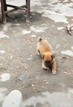 小狗刚买回来腿瘸了,发现小狗后腿走路有点拐怎么回事