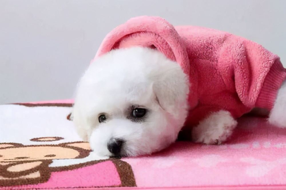 小比熊太瘦了怎么办,小比熊很瘦怎么办