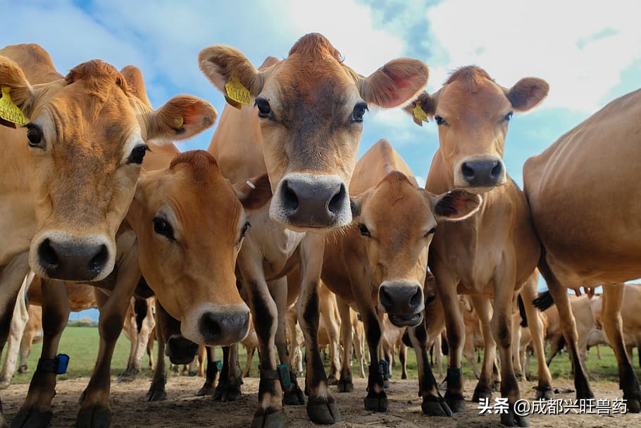 牛羊养殖图片,牛羊养殖户联系方式