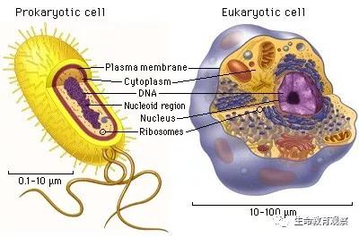 细胞的亚显微结构,细胞亚显微结构模型