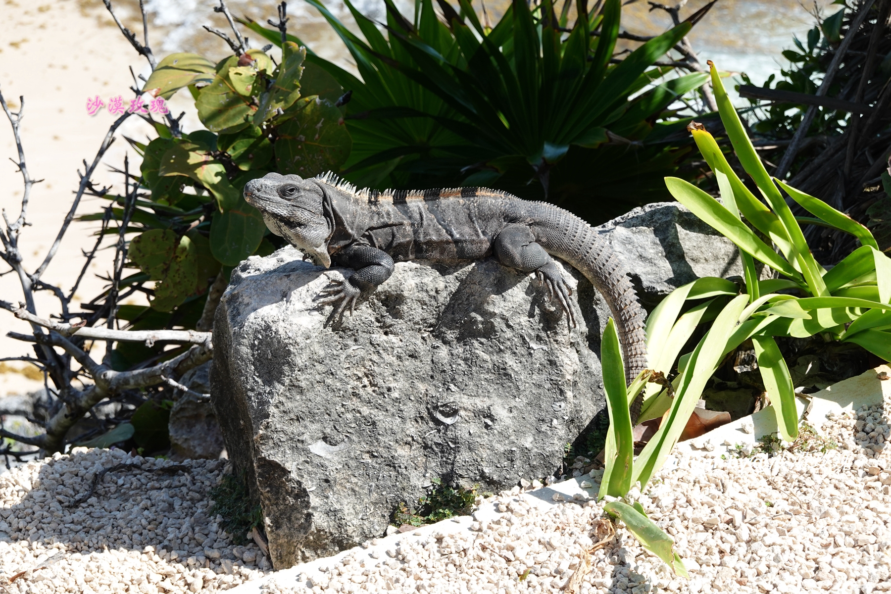 玛雅金字塔历史遗迹,玛雅人金字塔遗迹