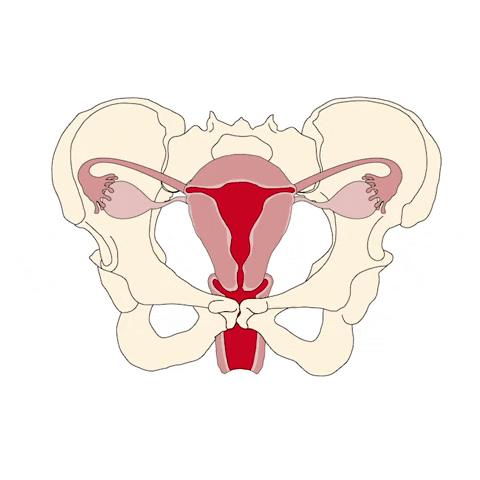 23岁子宫早衰,23岁子宫下垂怎么办