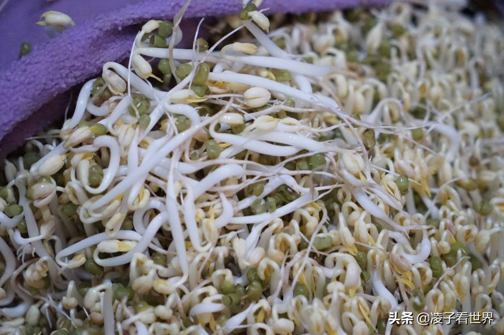 矿泉水瓶发豆芽的做法,黄豆芽怎么泡发做豆芽