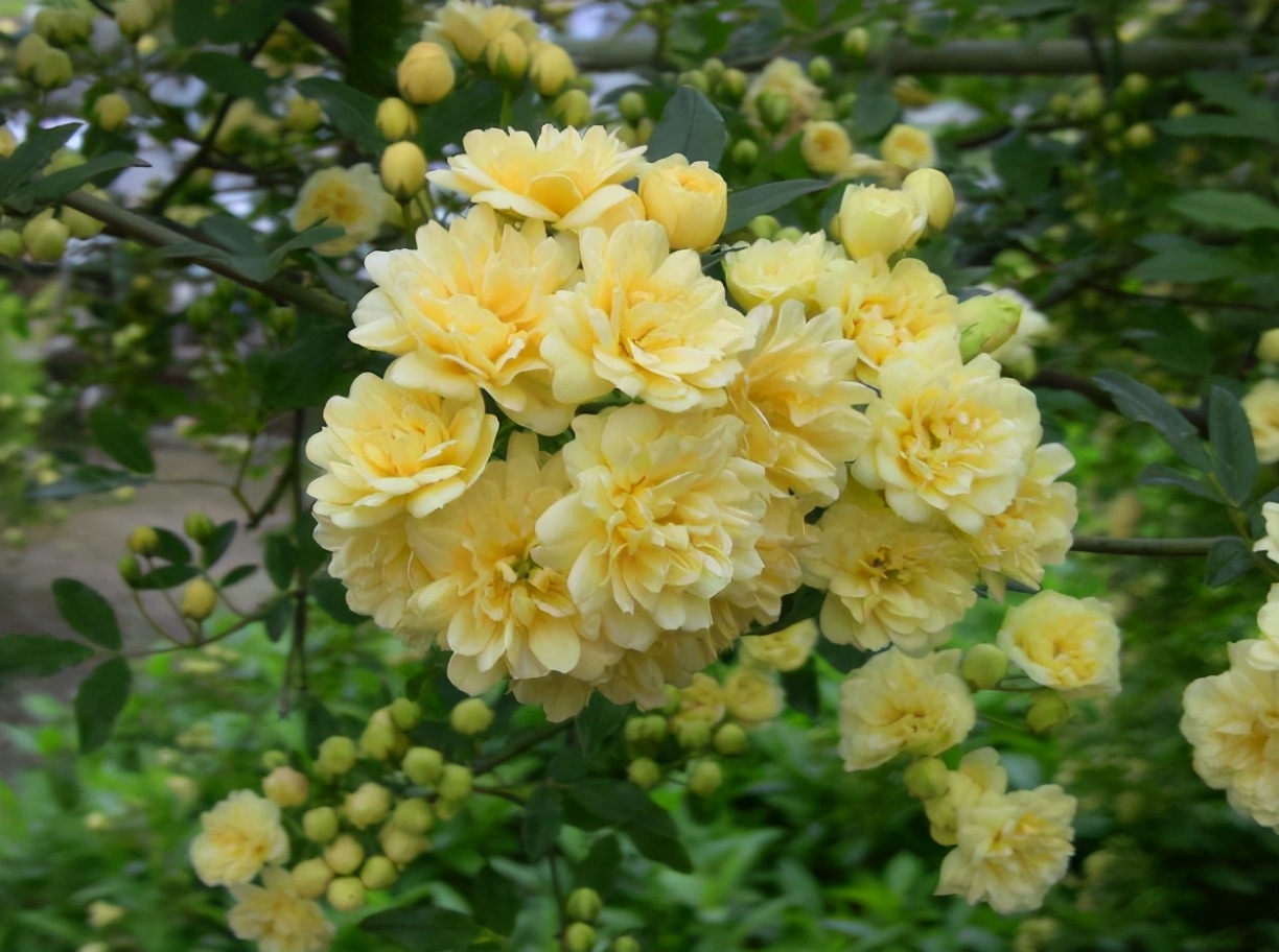 一层小院适合种什么花,如果有个院子应该怎么设计