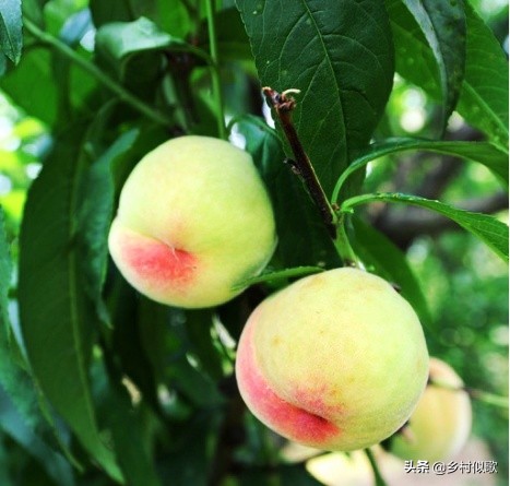 开桃花的桃树冬季怎么修剪,桃树怎么养护最好