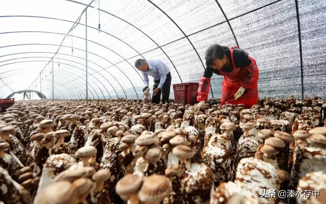 姜堰好吃又好玩的地方,56张美景图片大饱眼福