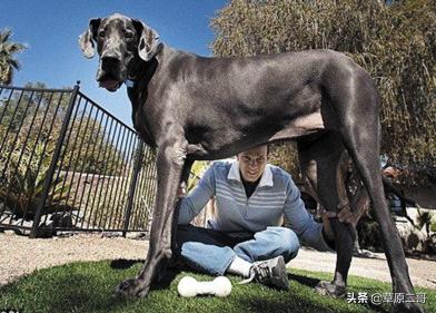 顶呱呱知识科普,顶呱呱科普小知识动画