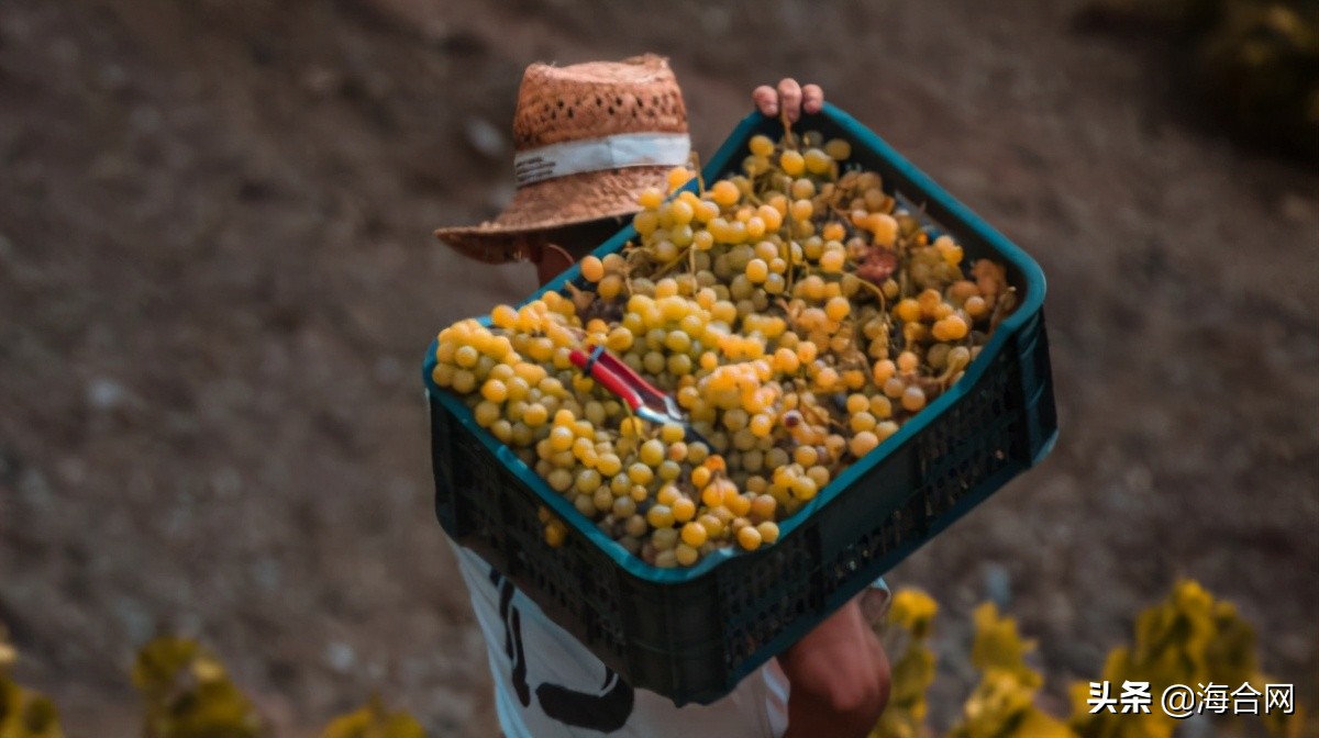 澳洲葡萄要“慌”了！近500个集装箱在中国港口清关延误