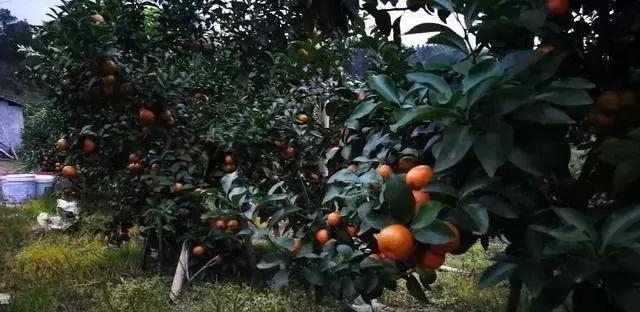 柑橘盖薄膜和不盖薄膜的区别,柑橘盖膜效果怎么样