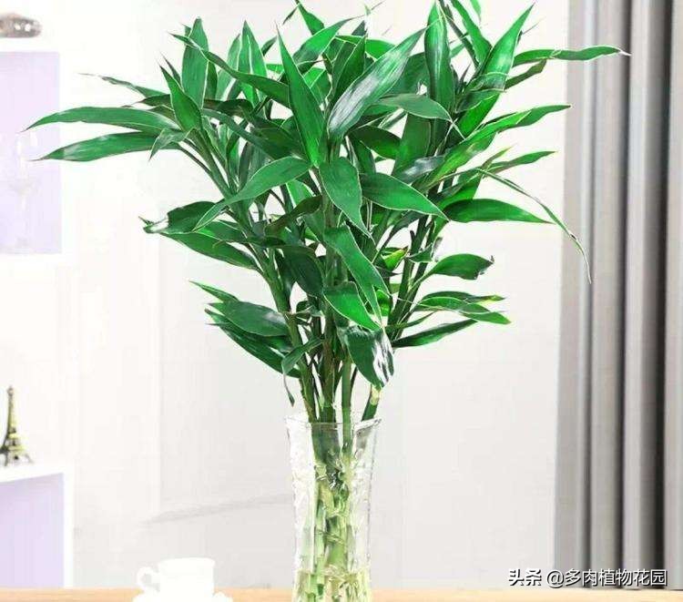 富贵竹根长满瓶子怎么办,富贵竹旧的根系能剪掉吗