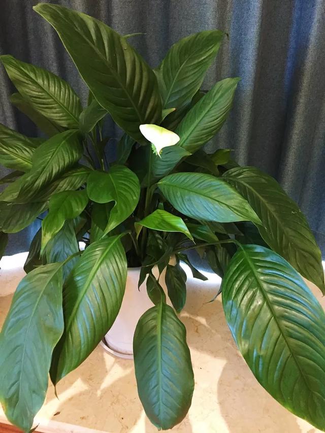 什么肥料能促进叶子生长,叶子施肥的方法