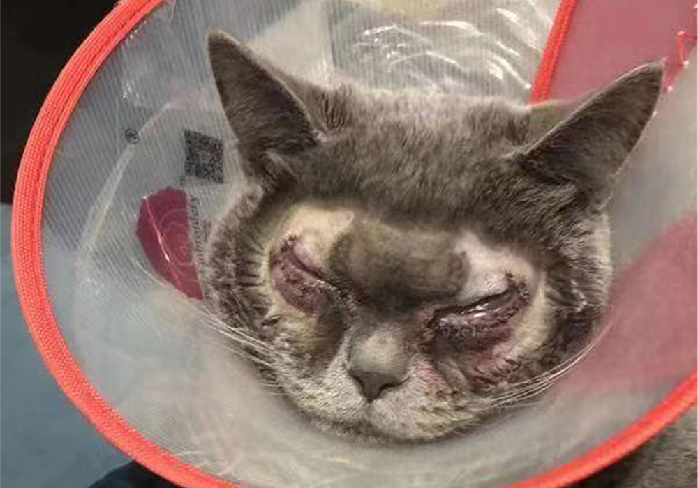 猫咪双眼皮,猫咪倒睫