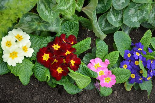 五一草花摆放的图片,春天常见的40种花图片