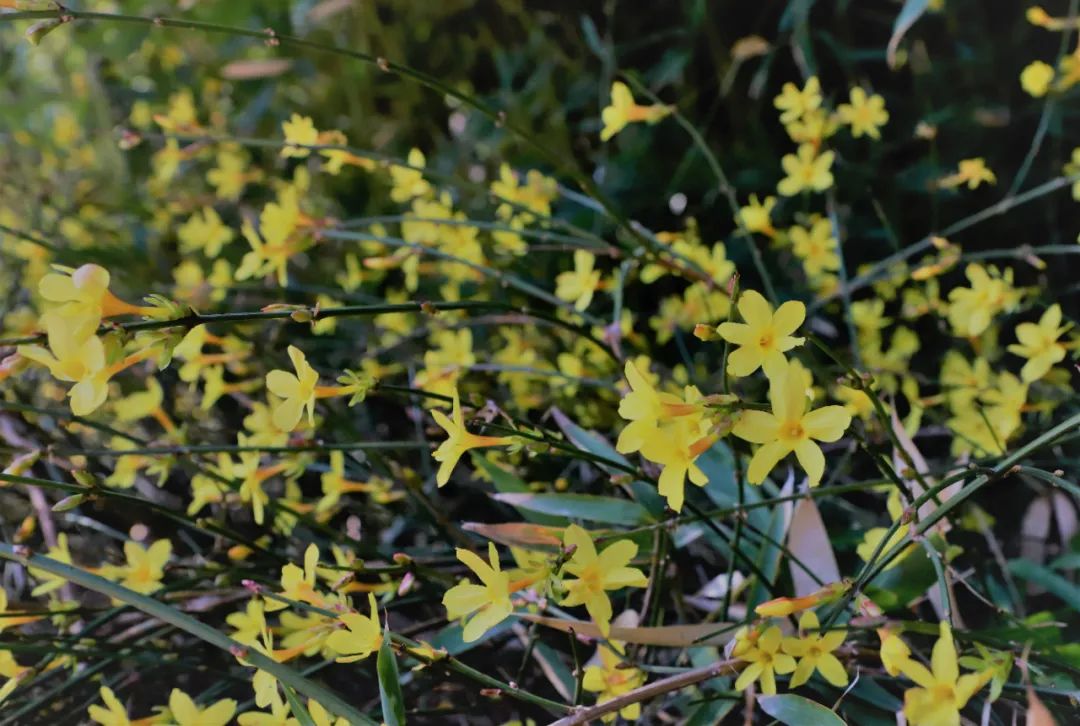 春天里最美的花儿，语文课本上的天下第一……一定要带孩子来
