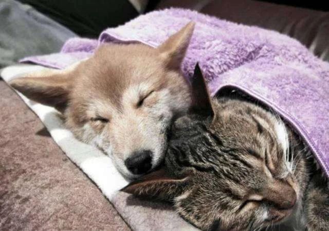 主人拉肚子了小猫咪会怎么办,猫主子拉稀