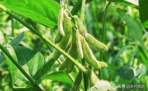 大豆产量高还是黑豆产量高,黑豆种植和大豆一样吗