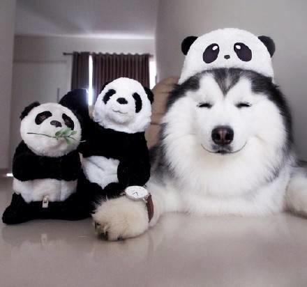 比柯基短腿好看的狗,和柯基杂交的狗狗都是小短腿吗