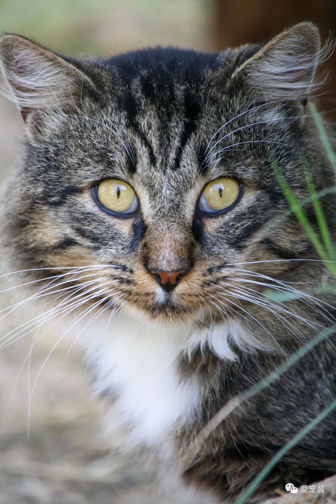 濡備綍鎿︽帀鐚挭娉棔,娌荤枟鐚挭娉棔鐨勮嵂