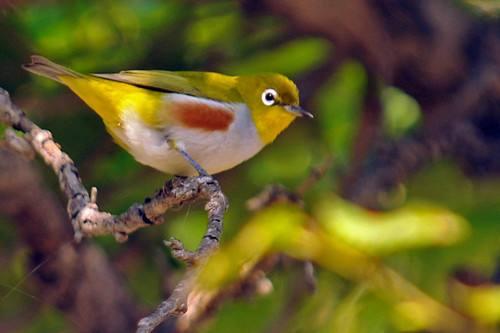 鸟严重缺膘,鸟掉膘是怎么回事