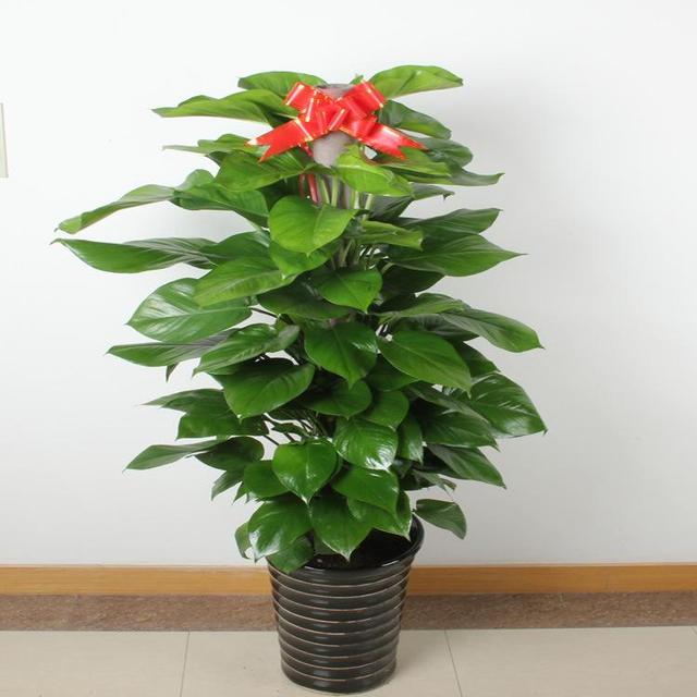 大叶绿萝黄叶怎么补救最快方法,大叶绿萝枝叶耷拉但是叶片不黄