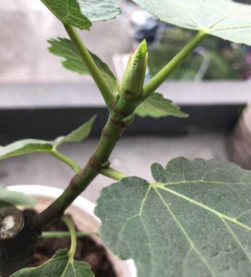 盆栽无花果怎么养,盆栽无花果的养殖方法和注意事项