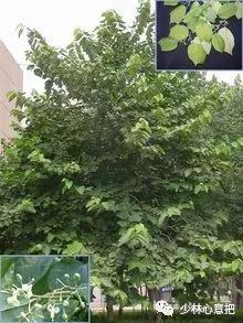 中药图片大全名称,中药图片大全带药名高清